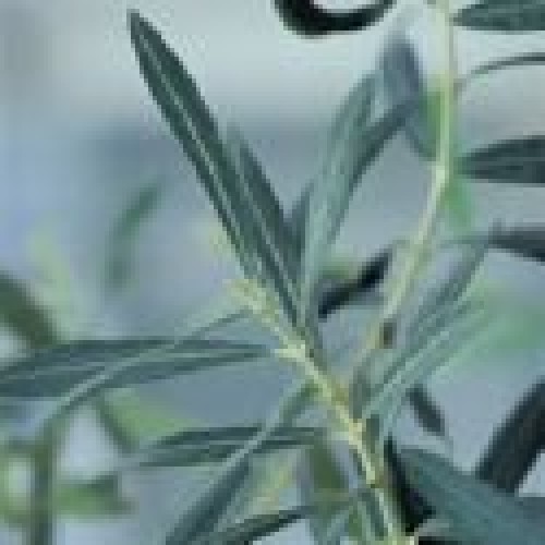 Olive leaf p.e